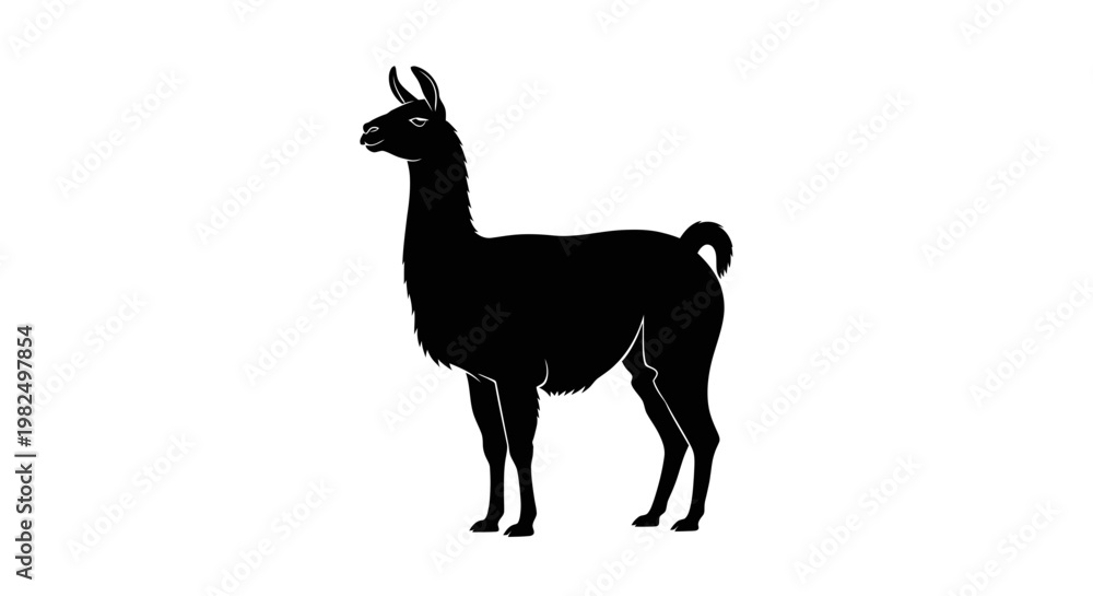 Fototapeta premium Black llama silhouette standing isolated on white background