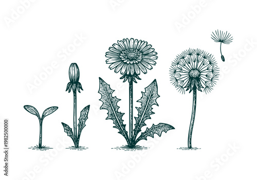 Dandelion Greens Hand Drawn Sketch, Wild Foraged Plant Vector Illustration Isolated