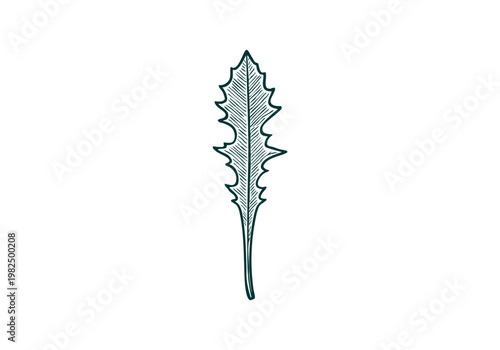 Dandelion Greens Hand Drawn Sketch, Wild Foraged Plant Vector Illustration Isolated