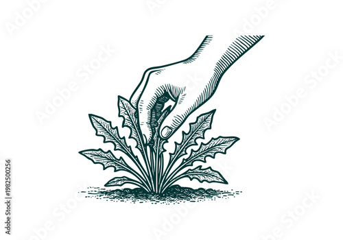 Dandelion Greens Hand Drawn Sketch, Wild Foraged Plant Vector Illustration Isolated