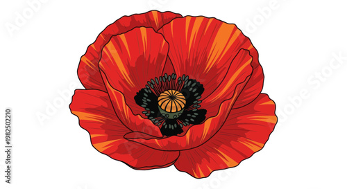 Vibrant Red Poppy Flower Illustration with Detailed Petals and Stamens