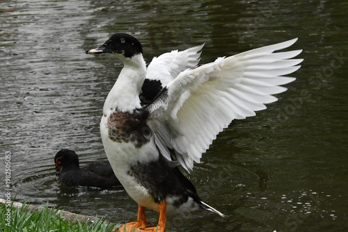 Foto Uma linda marreca mestiça no lago do jardim do Museu da República - Palácio do C