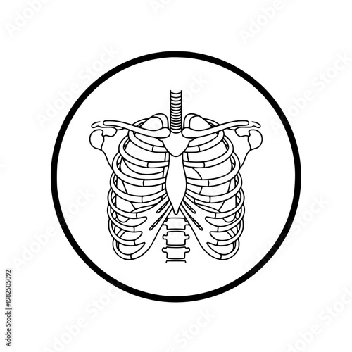 Human lungs and ribcage Vector, illustration