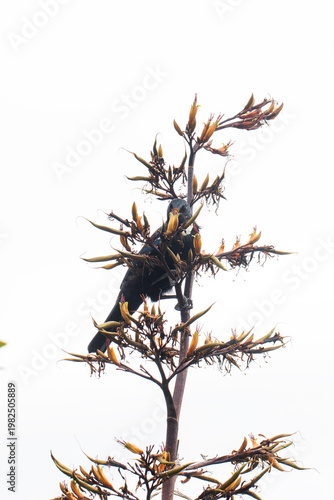 Tui bird perched on flax plant isolated on white sky minimal wildlife new zealand