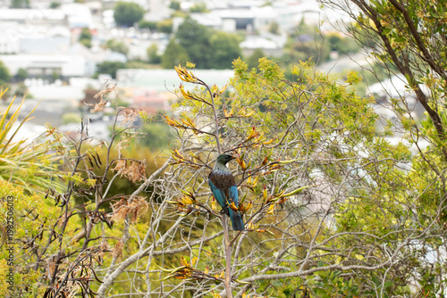 Tui bird perched on native plant in new zealand forest wildlife nature scene