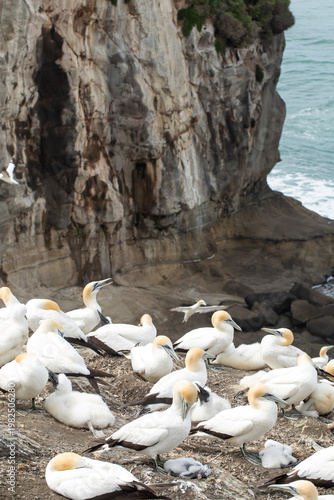Gannet seabirds with chicks on coastal cliff with flying bird New Zealand