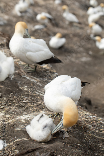 Gannet feeding chick on coastal cliff