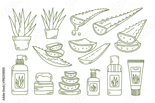 Hand drawn aloe vera plant leaves and organic skincare cream bottles