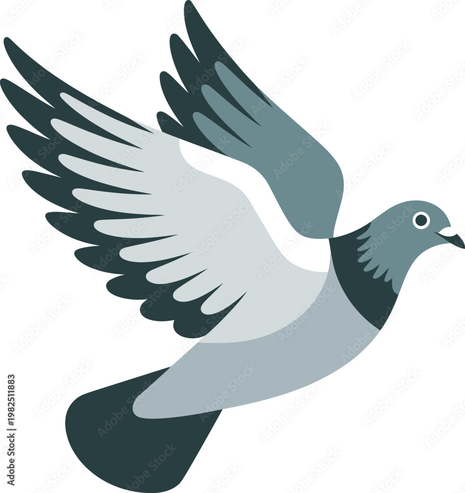 Fototapeta premium A gray pigeon in flight with wings spread wide against a white background vector illustration