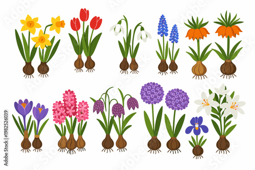 Hand Drawn Vector Set of Spring Bulb Flowers Including Daffodils, Tulips, Snowdrops, Muscari, Crown Imperial, Crocus, Hyacinth, Fritillaria, Allium, Iris, and Lily Isolated on White Background.
