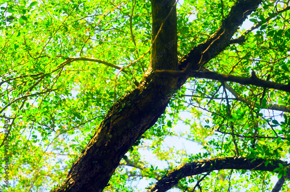 Fototapeta premium protect the earth with lush forests