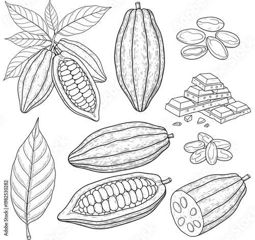 Cacao bean hand drawn set with pods, beans, cocoa leaf and chocolate pieces in vintage engraving style