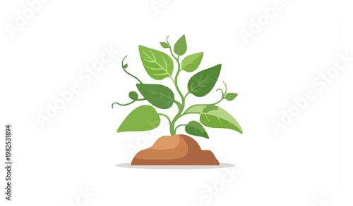 Malabar spinach Basella alba growing plant agriculture vector