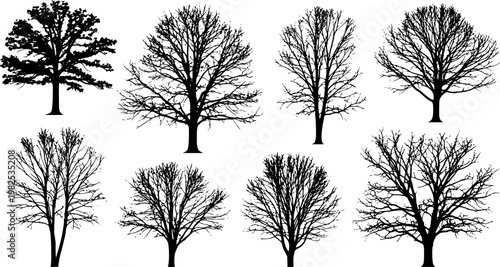 various deciduous trees silhouettes on the white background
