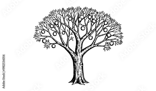 Apple tree vector ink sketch retro orchard hand drawn design