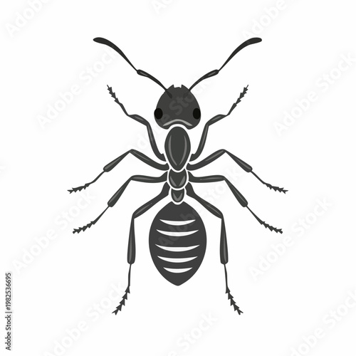 Vector illustration of an ant, a common insect found in nature