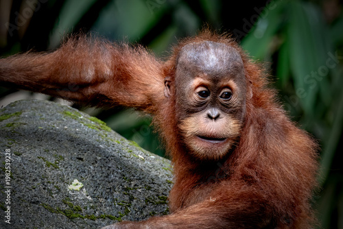 Portrait of the Baby Sumatran Orangutan 
