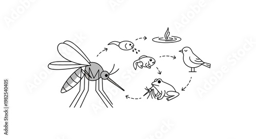 Mosquito Life Cycle Stages Illustration.