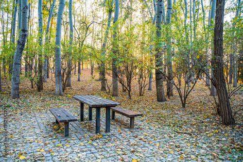 Autumn forest fallen leaves on wooden table healing forest picnic lifestyle sunlight through leaves