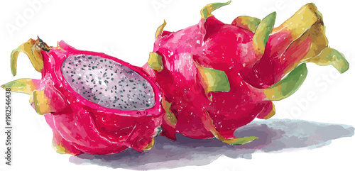 Watercolor dragon fruit halved and whole, simple flat vector illustration on white background.
