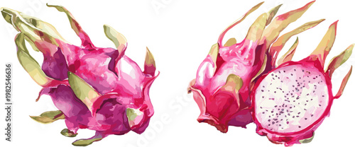 2 sets of dragon fruit, whole and halved, in clip art style, isolated on a white background