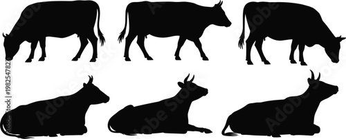 Cow Silhouettes Standing and Lying Down on White Background cattle animal