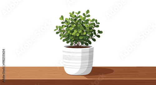 A charming small bushy green plant with dense rounded leaves in a white striped ceramic pot resting on a smooth brown wooden surface against white wall.