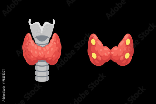 Medical Illustration of Human Thyroid Gland and Trachea on Black Background, Posterior View Showing Four Parathyroid Glands, Anatomical Diagram of Endocrine System and Neck Anatomy for Healthcare
