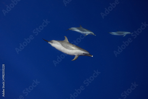 Pantropical Spotted Dolphins swim through clear blue waters