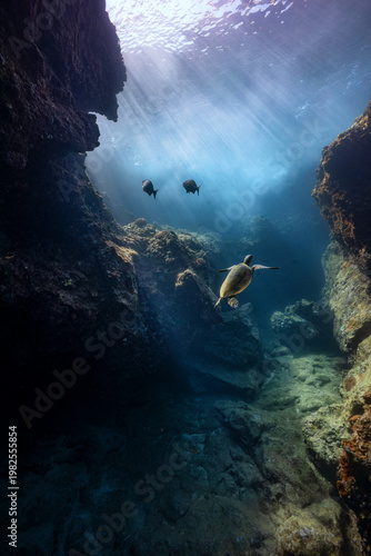 A green sea turtle swims through sun rays among the lava rocks of Oahu's North Shore