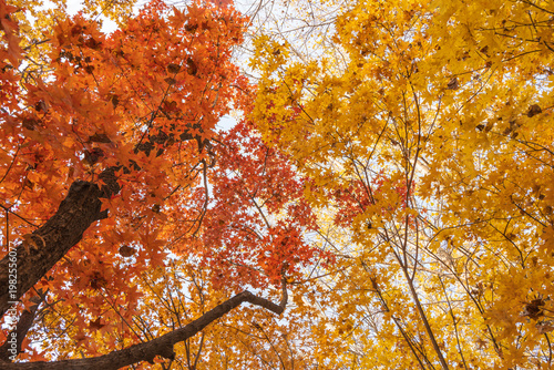 Low angle view of colorful maple forest during golden autumn season
