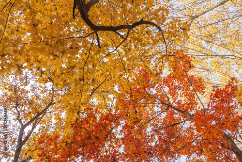Low angle view of colorful maple forest during golden autumn season