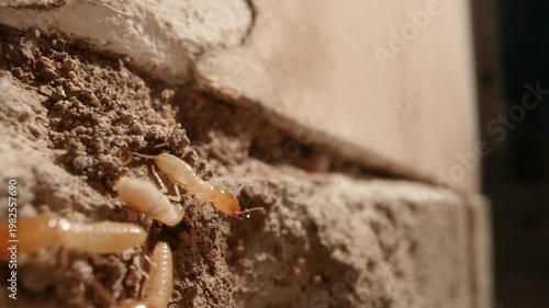 a group of termites poking their heads out of the walls of a colony in the walls of a garage in a home shot on a super macro lens.