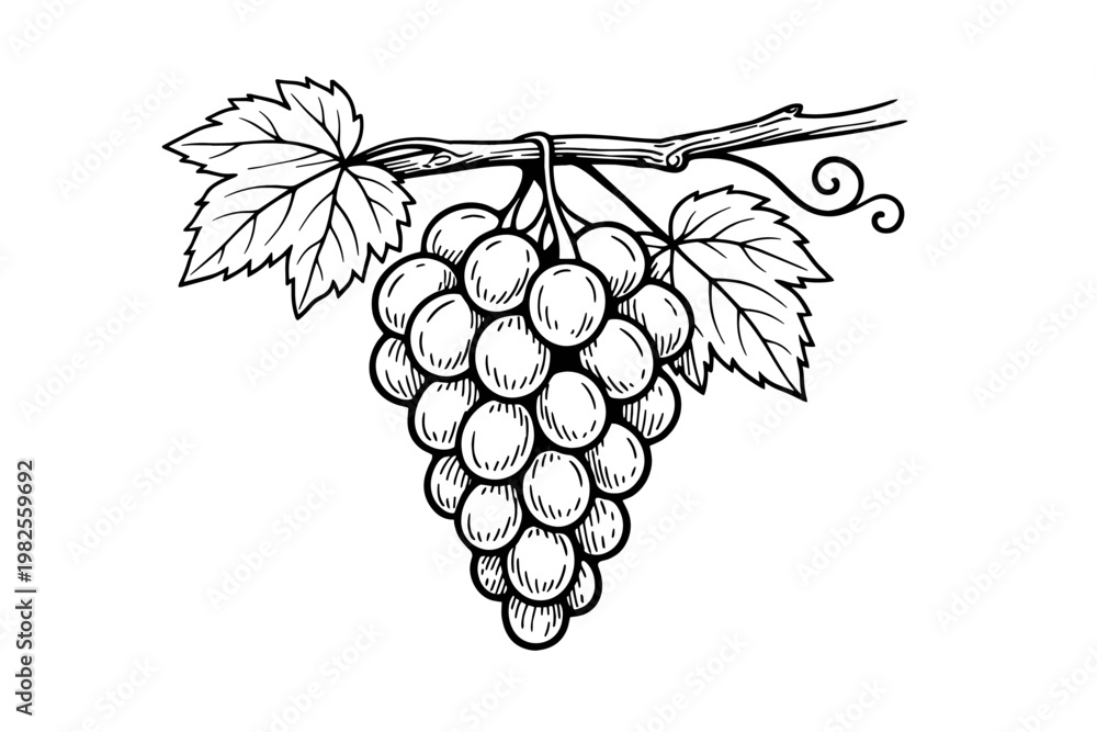 Fototapeta premium Hand-drawn bunch of grapes with leaves on a vine in a simple black and white sketch style, perfect for wine labels, organic food branding, vineyard logos, and vintage botanical illustrations.