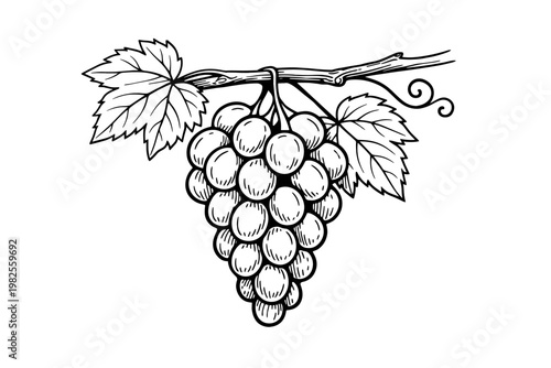 Hand-drawn bunch of grapes with leaves on a vine in a simple black and white sketch style, perfect for wine labels, organic food branding, vineyard logos, and vintage botanical illustrations.