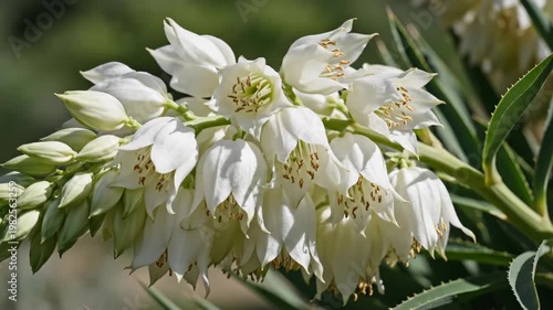 White Yucca Flowers Blooming in Bright Sunlight 4K Video