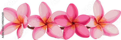 Pink frangipani flowers border with tropical floral arrangement and soft petals decorative botanical vector illustration isolated