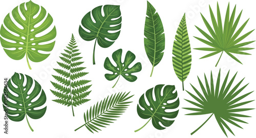 Tropical Green Leaves on White Background