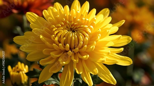 Bright Yellow Chrysanthemum Flower Swaying in Sunny Autumn Garden 4K Video