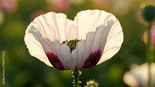 White Opium Poppy Flower Swaying in Field 4K Video