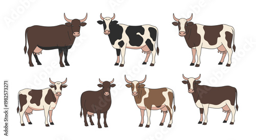 Brown and white cows standing together 1.