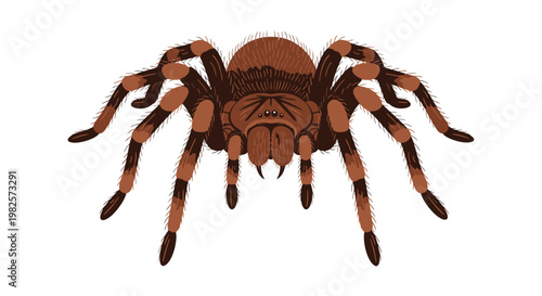 Brown Spider Closeup Detailed View.