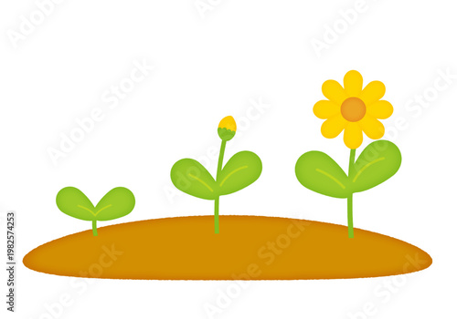花の成長段階のイラスト/Illustrations of the stages of flower growth
