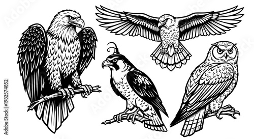 Four Birds of Prey in Flight.