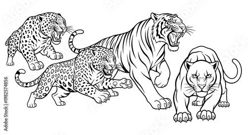 Four big cats in aggressive postures.