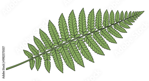Green Fern Leaf Close Up Detail.