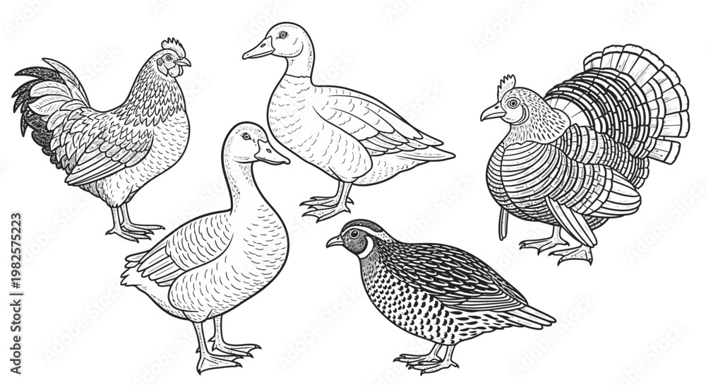 Obraz premium Group of domestic farm birds standing.