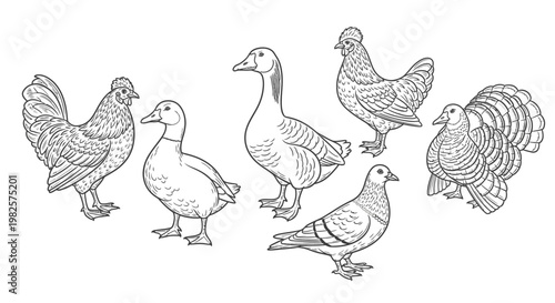 Group of domestic birds standing together.