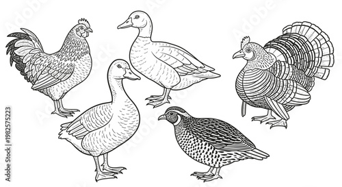Group of domestic farm birds standing.