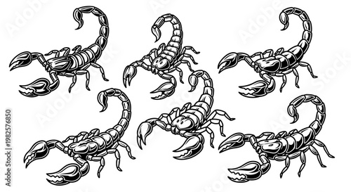 Scorpions in a group formation standing.